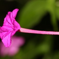 Mirabilis jalapa L.